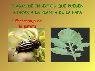 PLAGAS DE INSECTOS QUE PUEDEN ATACAR A LA PLANTA DE LA PAPA Escarabajo de  la patata 