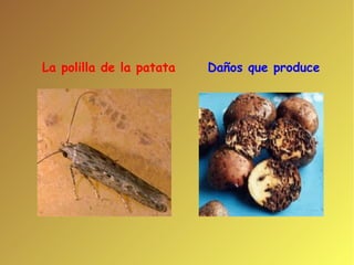 La polilla de la patata  Daños que produce 