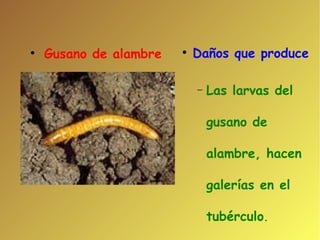 Daños que produce Las larvas del gusano de alambre, hacen galerías en el tubérculo . Gusano de alambre 