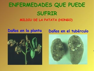 ENFERMEDADES QUE PUEDE SUFRIR MILDIU DE LA PATATA (HONGO)‏ Daños en la planta  Daños en el tubérculo 