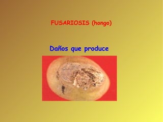 FUSARIOSIS (hongo)  Daños que produce 
