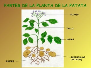 PARTES DE LA PLANTA DE LA PATATA  RAÍCES TUBÉRCULOS (PATATAS)‏ HOJAS  FLORES TALLO 