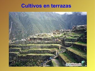Cultivos en terrazas 