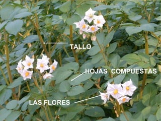 TALLO HOJAS  COMPUESTAS LAS FLORES   