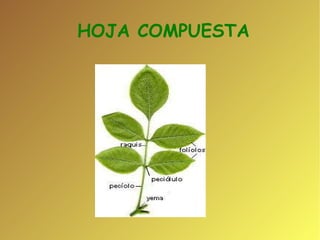 HOJA COMPUESTA  