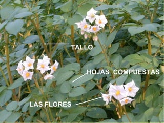 TALLO HOJAS  COMPUESTAS LAS FLORES   