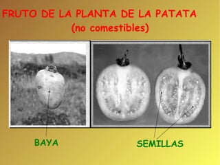 FRUTO DE LA PLANTA DE LA PATATA (no comestibles)‏ BAYA SEMILLAS 