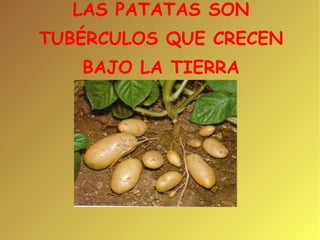 LAS PATATAS SON TUBÉRCULOS QUE CRECEN BAJO LA TIERRA 