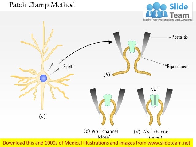 Voltage clamp метод. Patch clamp метод. Метод patch. Patch clamp метод физиология. Метод patch.