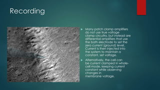 The patch-clamp circuit
 