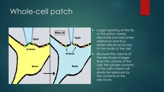Cell
Sense voltage
here, inside the
electrode, and
use voltage clamp
to keep it
constant.
Patch-clamp
 