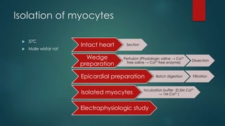 voltage command
10 msec
Properties of individual voltage-
dependent sodium channels
 