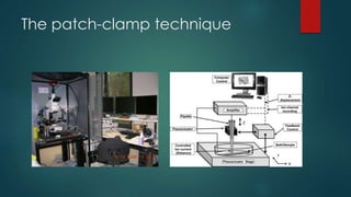 The patch-clamp technique
 
