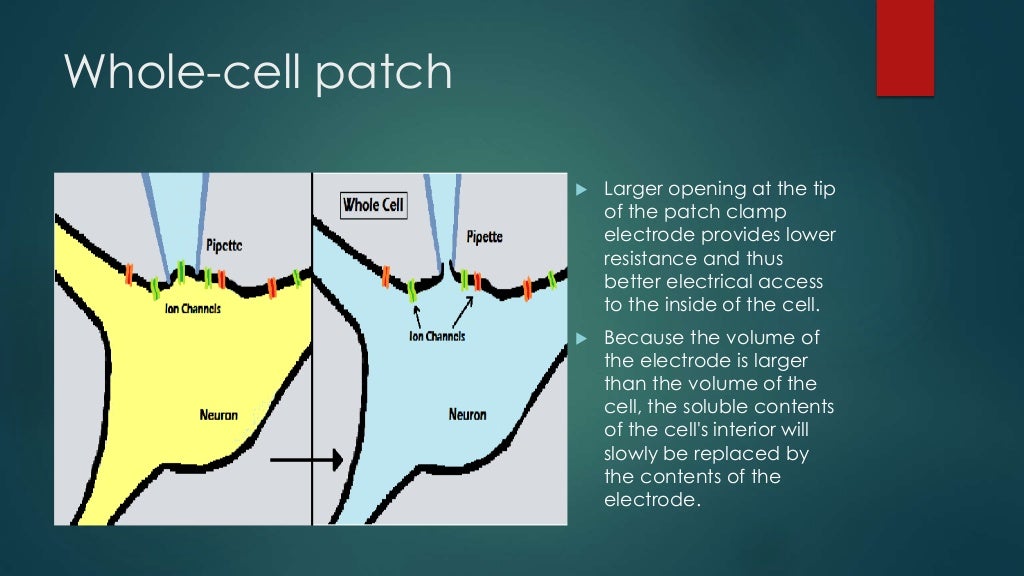 Patch clamp technique