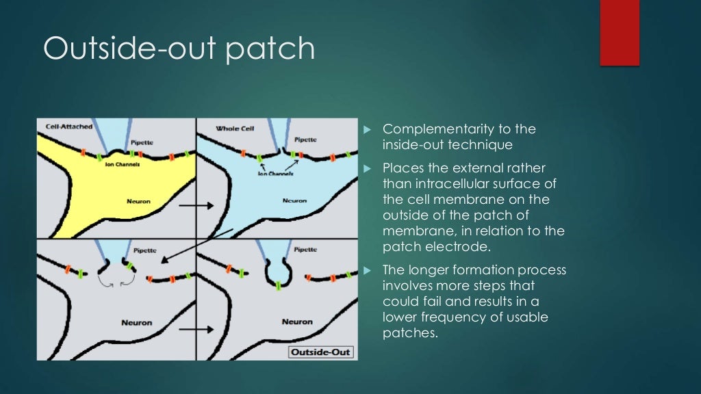 Patch clamp technique