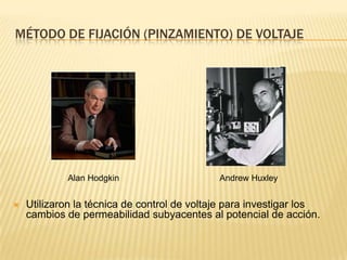 MÉTODO DE FIJACIÓN (PINZAMIENTO) DE VOLTAJE
Alan Hodgkin Andrew Huxley
 Utilizaron la técnica de control de voltaje para investigar los
cambios de permeabilidad subyacentes al potencial de acción.
 