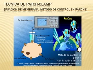 TÉCNICA DE PATCH-CLAMP
(FIJACIÓN DE MEMBRANA, MÉTODO DE CONTROL EN PARCHE)
 