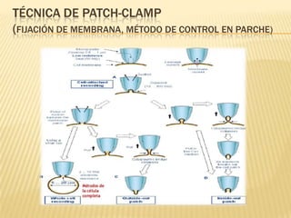 TÉCNICA DE PATCH-CLAMP
(FIJACIÓN DE MEMBRANA, MÉTODO DE CONTROL EN PARCHE)
 