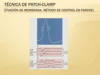 TÉCNICA DE PATCH-CLAMP
(FIJACIÓN DE MEMBRANA, MÉTODO DE CONTROL EN PARCHE)
 