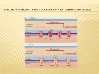 ESTADOS FUNCIONALES DE LOS CANALES DE NA+ Y K+ OPERADOS POR VOLTAJE
 