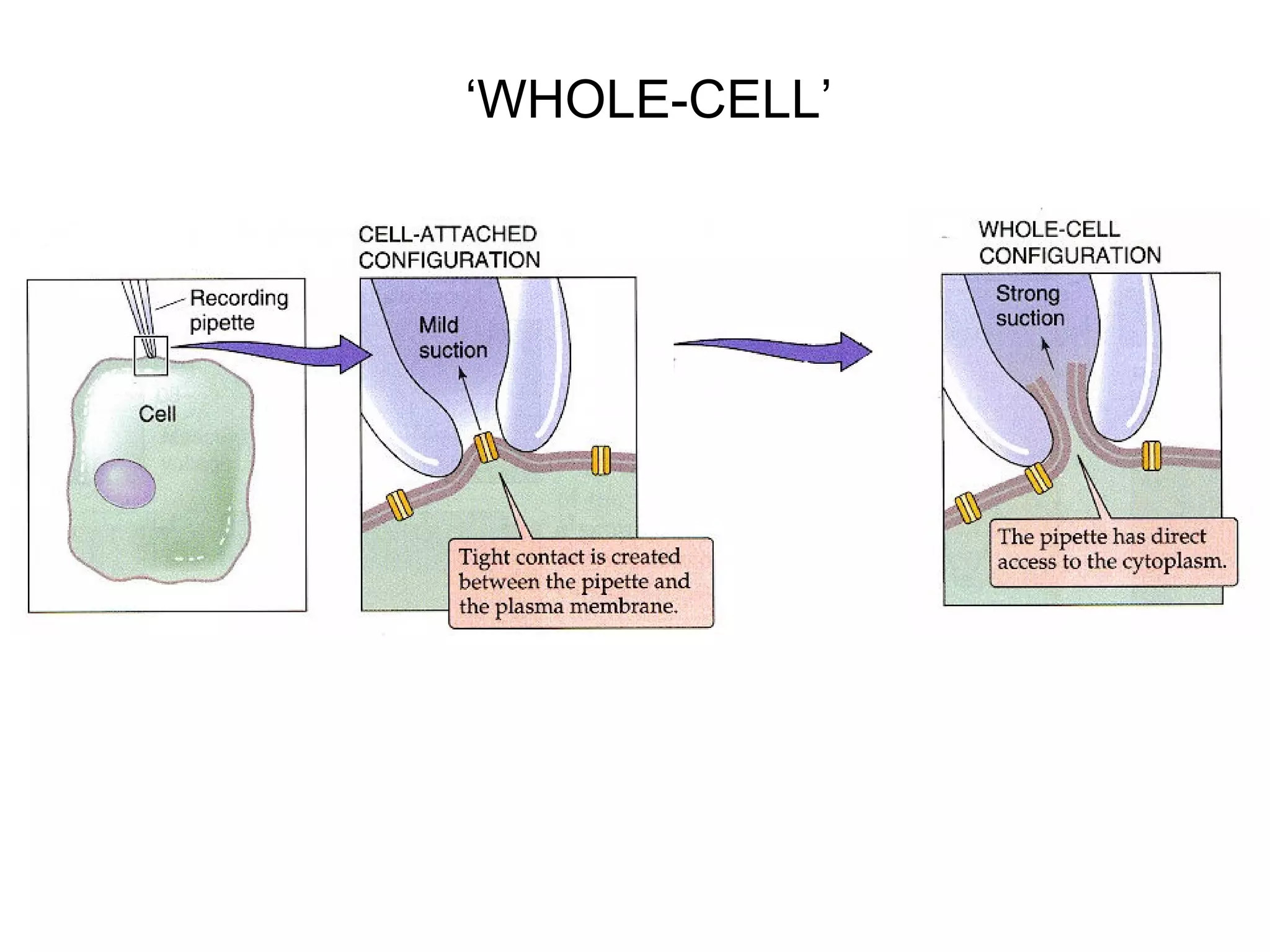 ‘WHOLE-CELL’
 