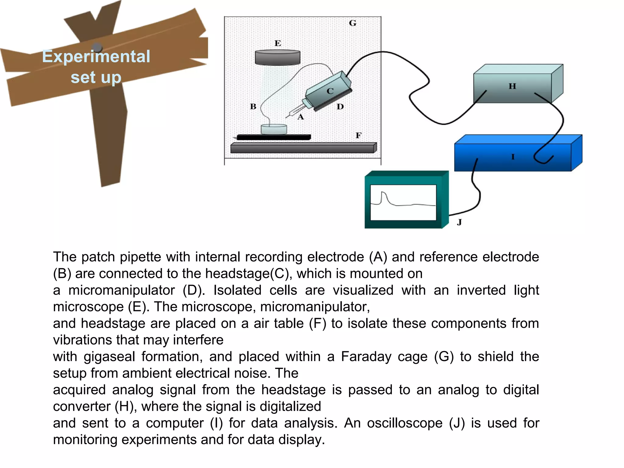 The patch pipette with internal recording electrode (A) and reference electrode
(B) are connected to the headstage(C), which is mounted on
a micromanipulator (D). Isolated cells are visualized with an inverted light
microscope (E). The microscope, micromanipulator,
and headstage are placed on a air table (F) to isolate these components from
vibrations that may interfere
with gigaseal formation, and placed within a Faraday cage (G) to shield the
setup from ambient electrical noise. The
acquired analog signal from the headstage is passed to an analog to digital
converter (H), where the signal is digitalized
and sent to a computer (I) for data analysis. An oscilloscope (J) is used for
monitoring experiments and for data display.
Experimental
set up
 