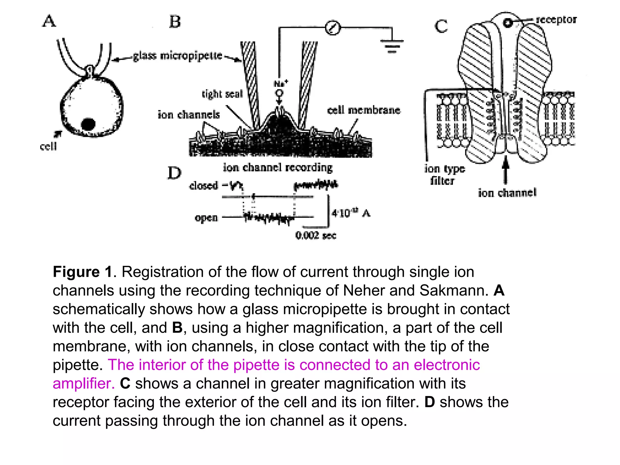 Figure 1. Registration of the flow of current through single ion
channels using the recording technique of Neher and Sakmann. A
schematically shows how a glass micropipette is brought in contact
with the cell, and B, using a higher magnification, a part of the cell
membrane, with ion channels, in close contact with the tip of the
pipette. The interior of the pipette is connected to an electronic
amplifier. C shows a channel in greater magnification with its
receptor facing the exterior of the cell and its ion filter. D shows the
current passing through the ion channel as it opens.
 