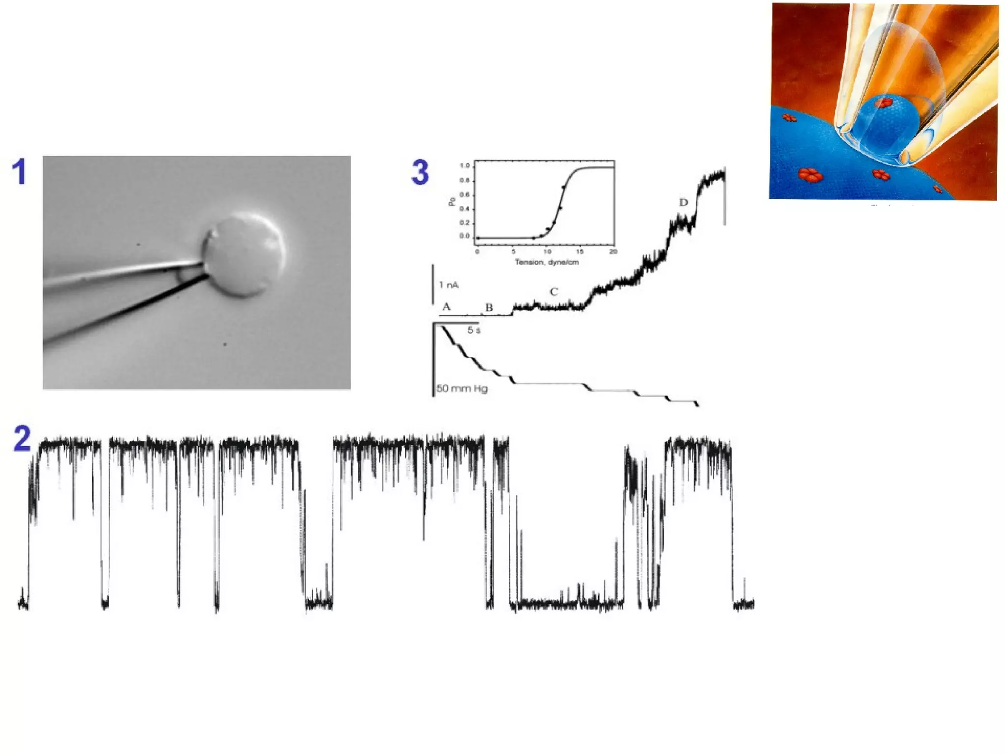 Patch clamp recording