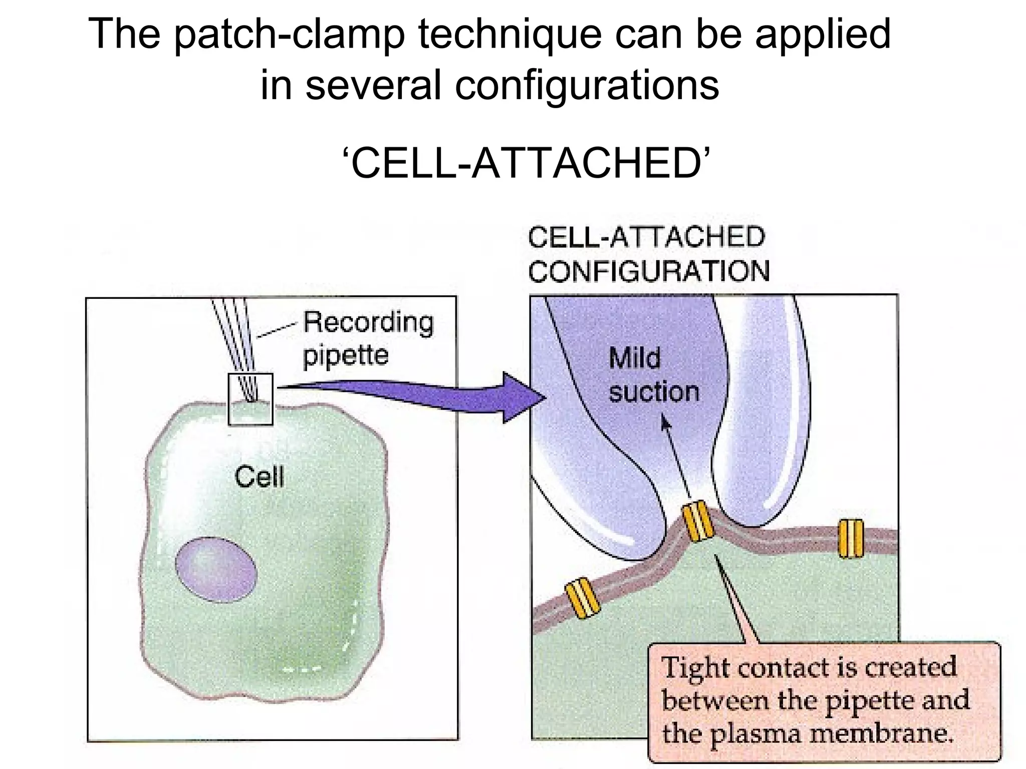 The patch-clamp technique can be applied
in several configurations
‘CELL-ATTACHED’
 