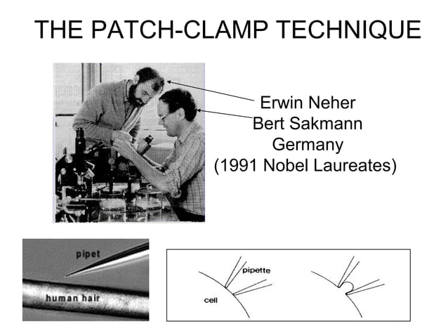 Patch clamp recording | PPT