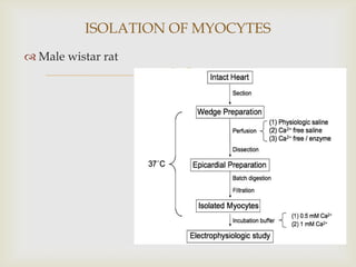 ISOLATION OF MYOCYTES
 Male wistar rat
                    
 