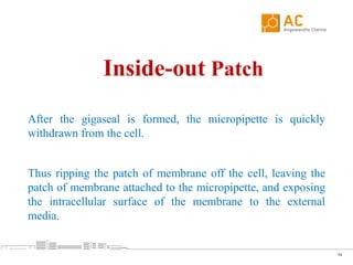 Patch Clamp Technique By Aqif Siddique | PPT