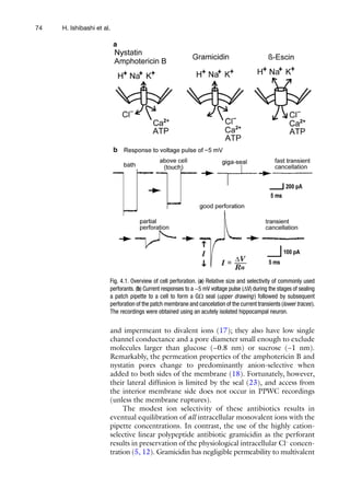 74 H. Ishibashi et al.
and impermeant to divalent ions (17); they also have low single
channel conductance and a pore diameter small enough to exclude
molecules larger than glucose (~0.8  nm) or sucrose (~1  nm).
Remarkably, the permeation properties of the amphotericin B and
nystatin pores change to predominantly anion-selective when
added to both sides of the membrane (18). Fortunately, however,
their lateral diffusion is limited by the seal (23), and access from
the interior membrane side does not occur in PPWC recordings
(unless the membrane ruptures).
The modest ion selectivity of these antibiotics results in
eventual equilibration of all intracellular monovalent ions with the
pipette concentrations. In contrast, the use of the highly cation-
selective linear polypeptide antibiotic gramicidin as the perforant
results in preservation of the physiological intracellular Cl−
concen-
tration (5, 12). Gramicidin has negligible permeability to multivalent
Fig. 4.1. Overview of cell perforation. (a) Relative size and selectivity of commonly used
perforants. (b) Current responses to a −5 mV voltage pulse (DV) during the stages of sealing
a patch pipette to a cell to form a GW seal (upper drawing ) followed by subsequent
perforation of the patch membrane and cancelation of the current transients (lower traces ).
The recordings were obtained using an acutely isolated hippocampal neuron.
 
