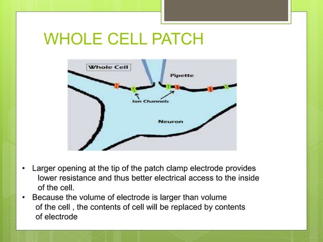 Patch clamp techniques | PPTX | Biological Sciences | Science