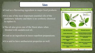 Patchouli PPT