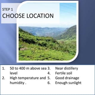 STEP 1

CHOOSE LOCATION

1.
2.

50 to 400 m above sea 3.
level
4.
High temperature and 5.
humidity .
6.

Near distillery
Fertile soil
Good drainage
Enough sunlight

 