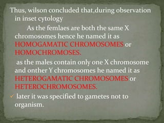 Thus, wilson concluded that,during observation
in inset cytology
As the femlaes are both the same X
chromosomes hence he named it as
HOMOGAMATIC CHROMOSOMES or
HOMOCHROMOSES.
as the males contain only one X chromosome
and onther Y chromosomes he named it as
HETEROGAMATIC CHROMOSOMES or
HETEROCHROMOSOMES.
 later it was specified to gametes not to
organism.
 