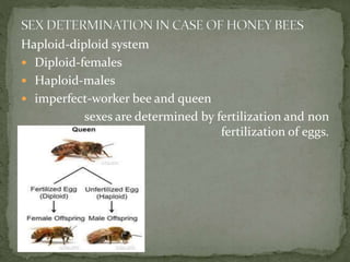 Haploid-diploid system
 Diploid-females
 Haploid-males
 imperfect-worker bee and queen
sexes are determined by fertilization and non
fertilization of eggs.
 