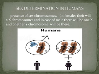 presence of sex chromosomes. In females their will
2 X chromosomes and in case of male there will be one X
and onether Y chromosome will be there.
 