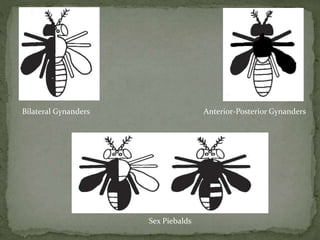 Bilateral Gynanders Anterior-Posterior Gynanders
Sex Piebalds
 
