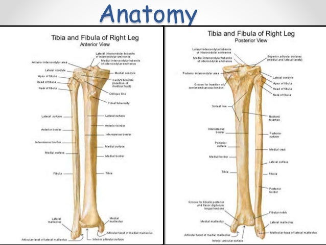 Patella and tibial plateau fractures