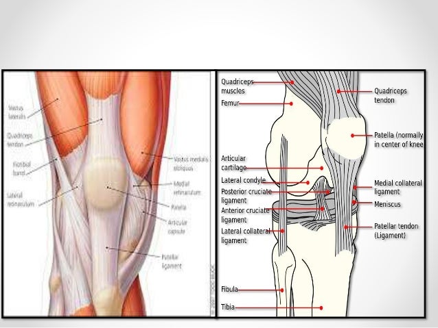 Patella And Tibial Plateau Fractures