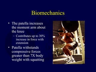 Biomechanics
• The patella increases
the moment arm about
the knee
– Contributes up to 30%
increase in force with
extension
• Patella withstands
compressive forces
greater than 7X body
weight with squatting
 