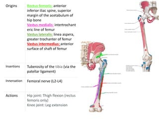 Origins Rectus femoris: anterior
inferior iliac spine, superior
margin of the acetabulum of
hip bone
Vastus medialis: intertrochant
eric line of femur
Vastus lateralis: linea aspera,
greater trochanter of femur
Vastus intermedius: anterior
surface of shaft of femur
Insertions Tuberosity of the tibia (via the
patellar ligament)
Innervation Femoral nerve (L2-L4)
Actions Hip joint: Thigh flexion (rectus
femoris only)
Knee joint: Leg extension
 