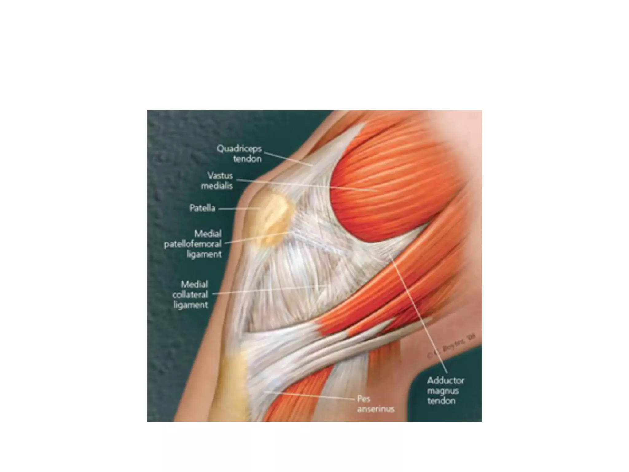 patellar-skyline-view-pdf