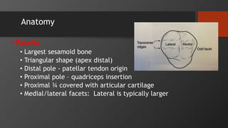 Anatomy
• Patella
• Largest sesamoid bone
• Triangular shape (apex distal)
• Distal pole - patellar tendon origin
• Proximal pole – quadriceps insertion
• Proximal ¾ covered with articular cartilage
• Medial/lateral facets: Lateral is typically larger
 