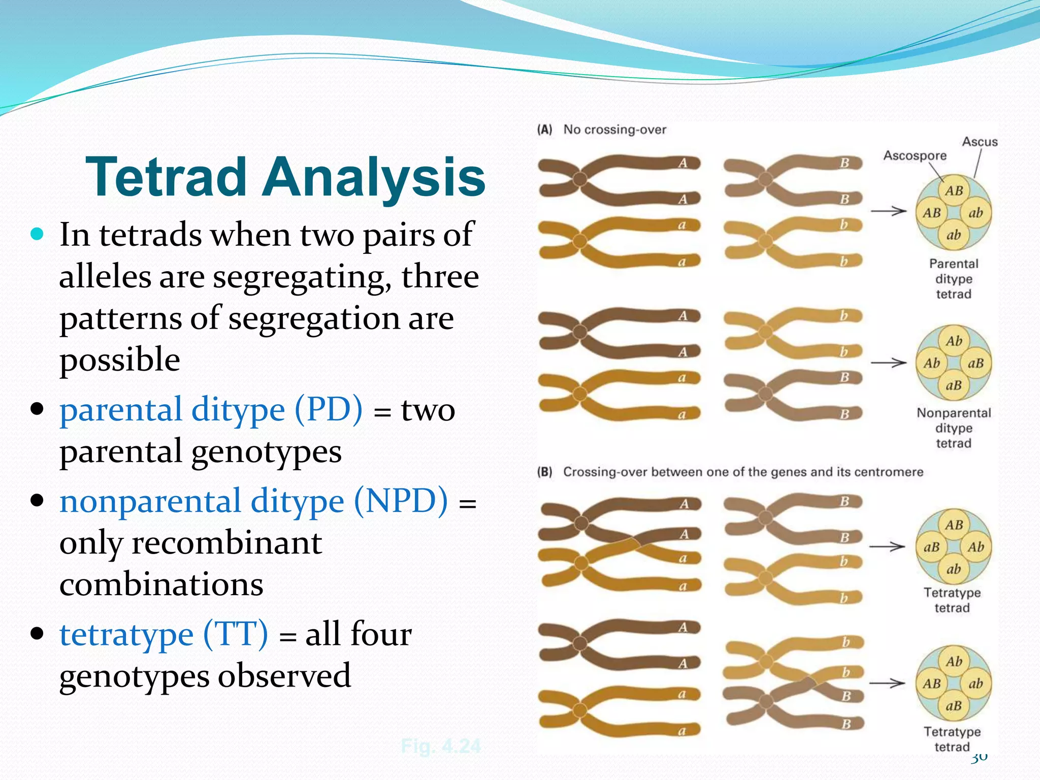 genetic linkage and gene mapping | PPTX