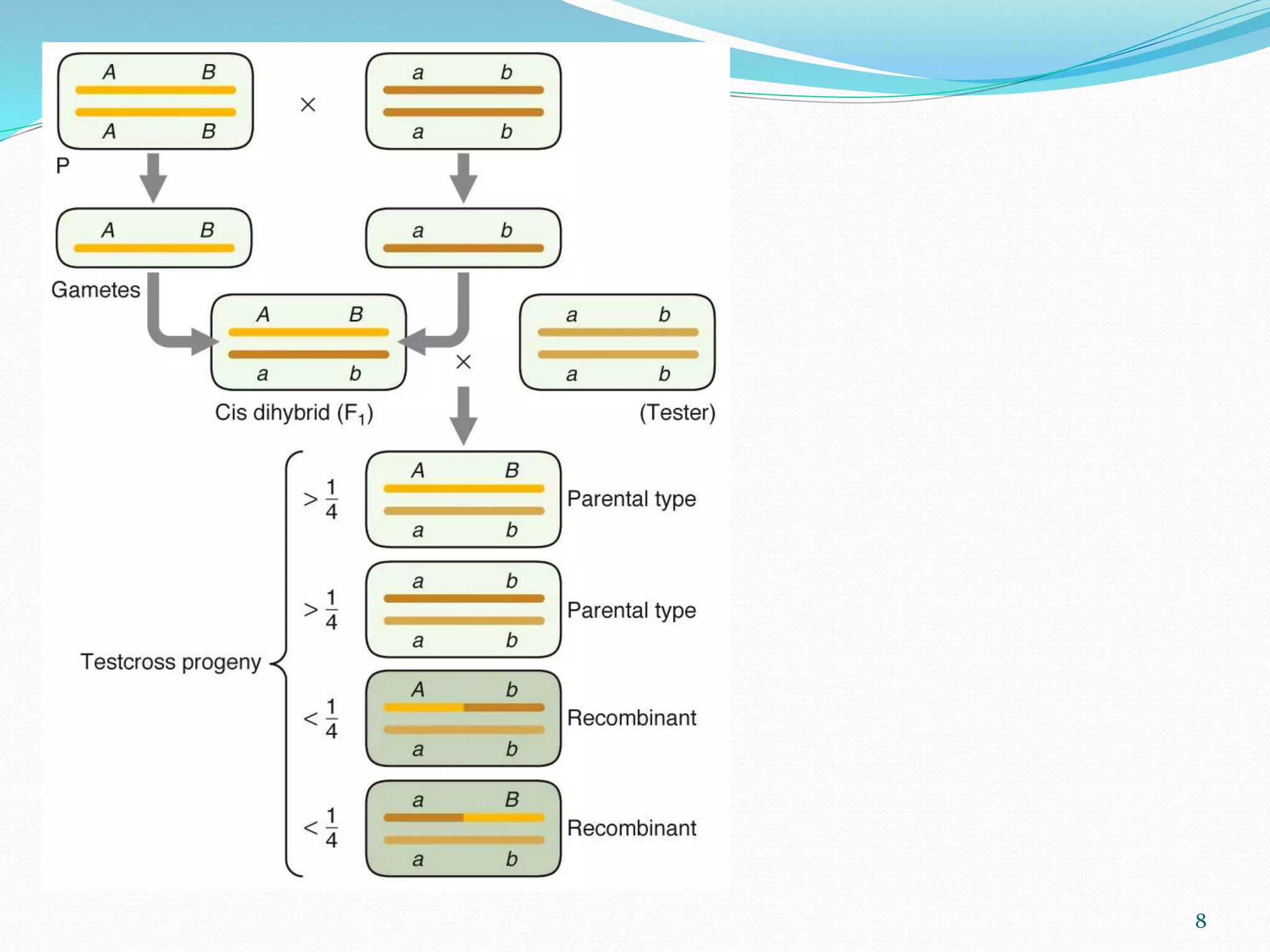 genetic linkage and gene mapping | PPTX