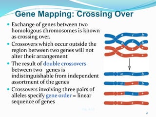 16
Gene Mapping: Crossing Over
 Exchange of genes between two
homologous chromosomes is known
as crossing over.
 Crossovers which occur outside the
region between two genes will not
alter their arrangement
 The result of double crossovers
between two genes is
indistinguishable from independent
assortment of the genes
 Crossovers involving three pairs of
alleles specify gene order = linear
sequence of genes
Fig. 4.13
 