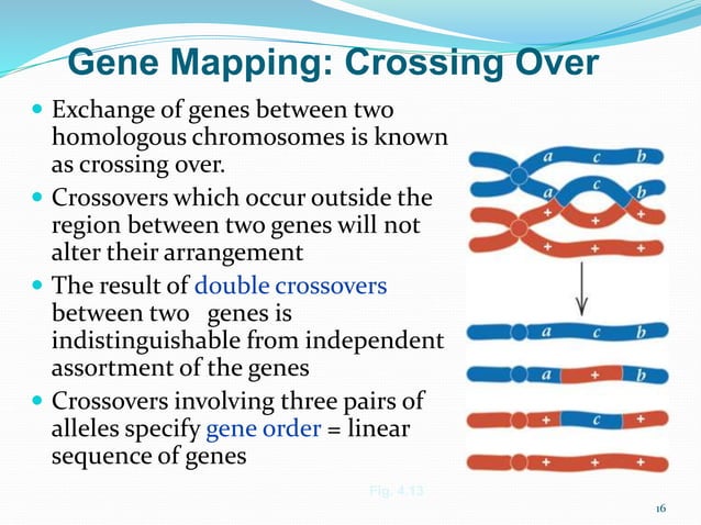 genetic linkage and gene mapping | PPTX